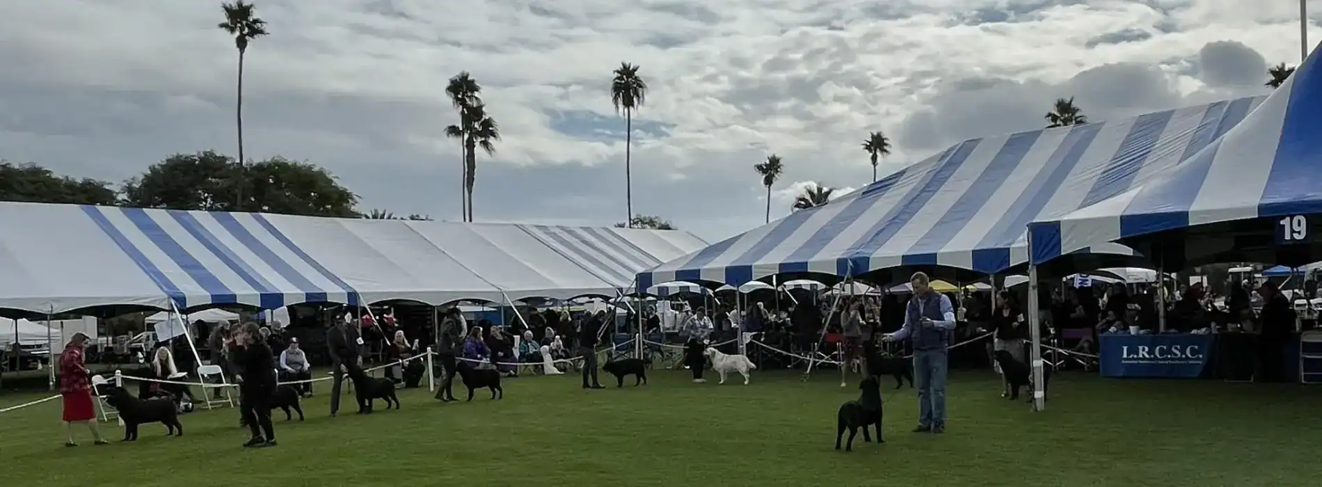 Labrador Retrievers participating in the Our Leadership event organized by the Labrador Retriever Club of Southern California, showcasing their training and social skills.