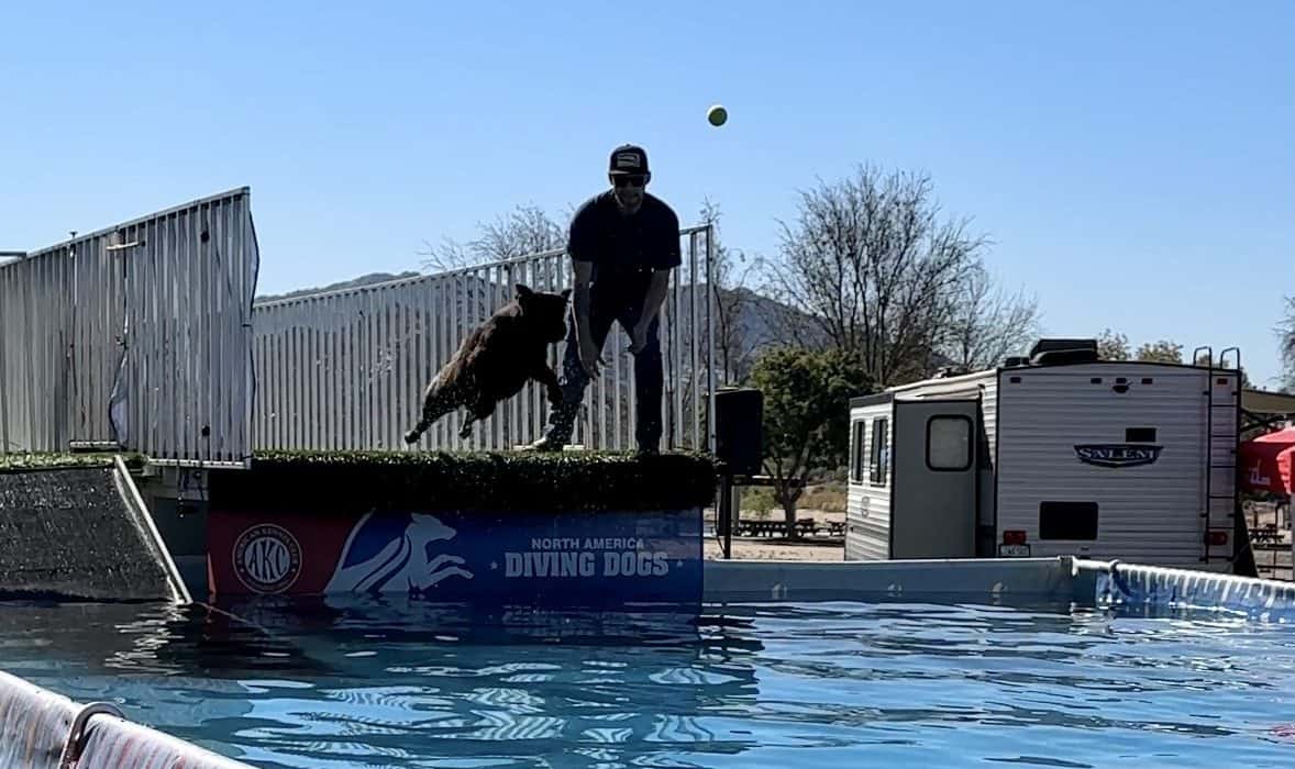 Labrador retriever jumping into a pool during a training session at the club's event.