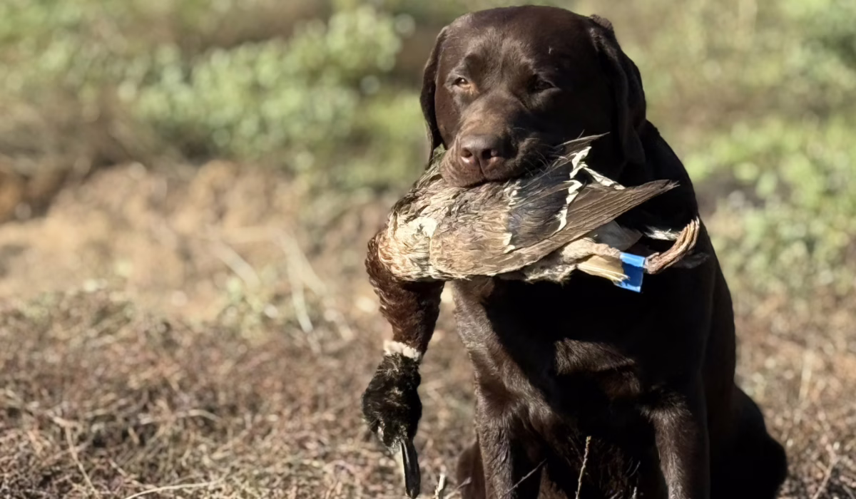 Labrador Retriever Club of Southern California 2026 Spring Hunt Tests