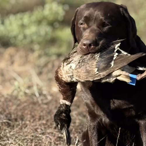 Labrador Retriever Club of Southern California 2026 Spring Hunt Tests