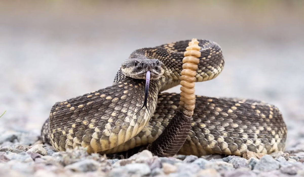 A detailed, eye-level close-up of a coiled Southern Pacific Rattlesnake flicking its tongue and displaying its rattle on a gravel path.